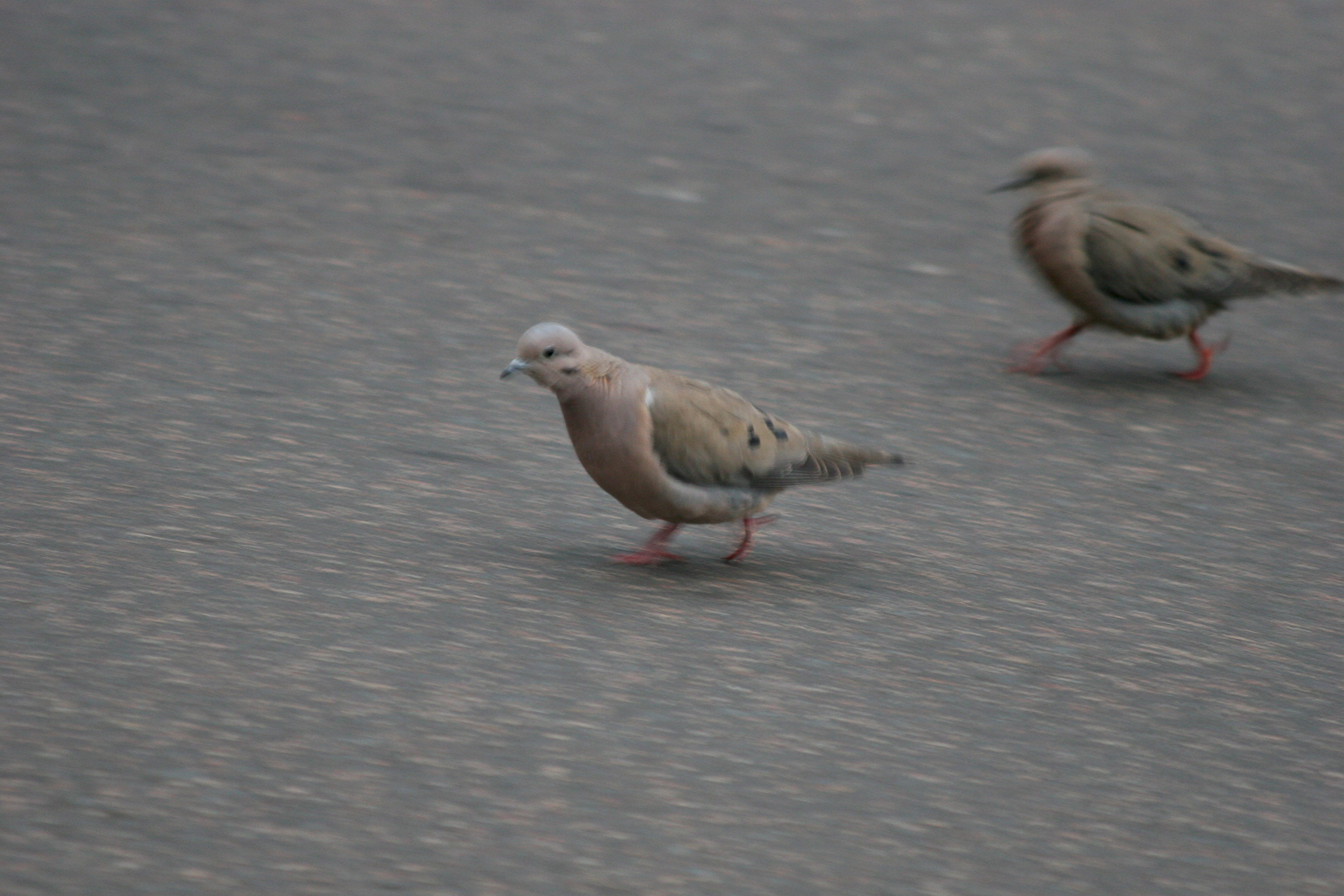 Avise s Birds Of The World