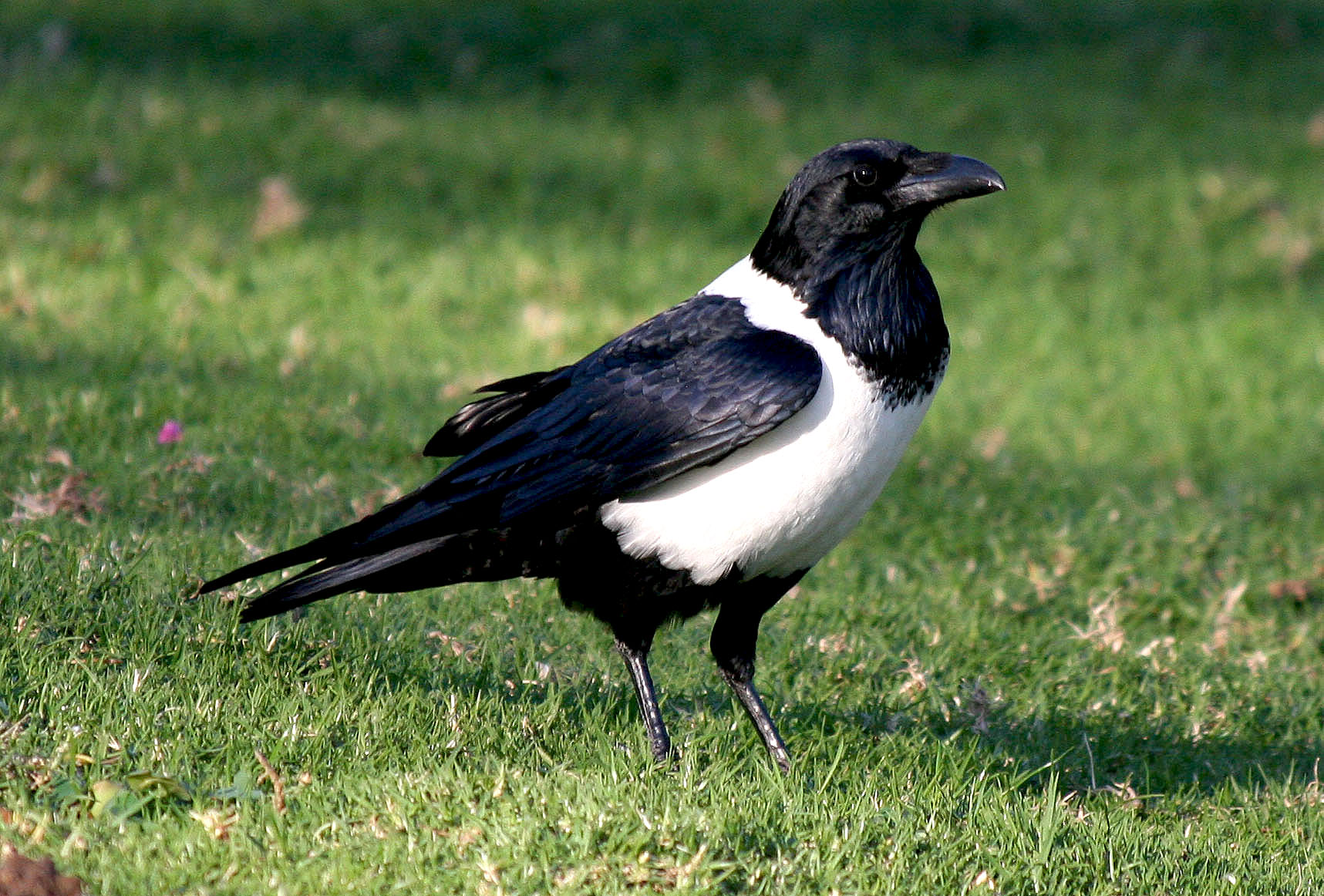 Avise s Birds Of The World