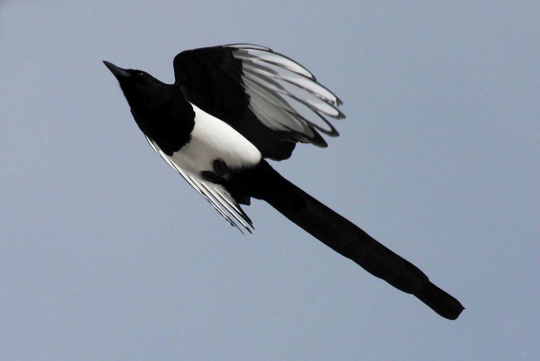 Avise s Birds Of The World
