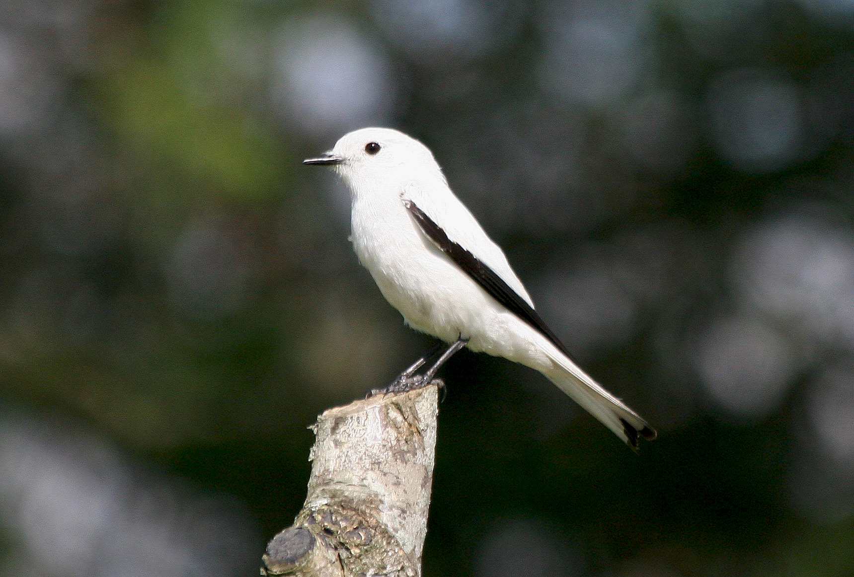 Avise s Birds Of The World